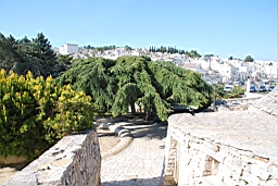 DSC_0267.JPG