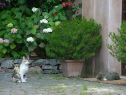 Via_Appia_Antica_512.JPG