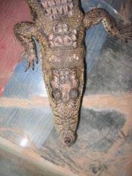 nubian_0052.JPG