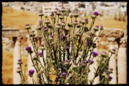 jerash_0206.JPG