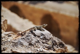 kerak_0667.JPG
