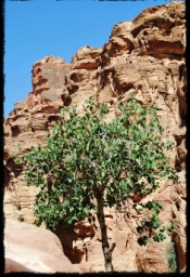 petra_jordan_0848.JPG