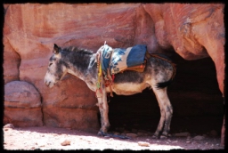 petra_jordan_0995.JPG