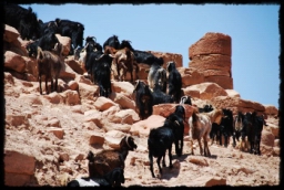 petra_jordan_1048.JPG