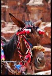 petra_jordan_1129.JPG