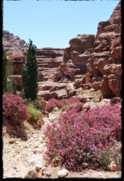 petra_jordan_1131.JPG