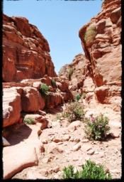 petra_jordan_1150.JPG