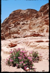 petra_jordan_1175.JPG