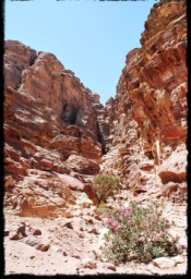 petra_jordan_1193.JPG