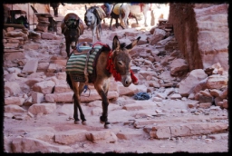 petra_jordan_1238.JPG