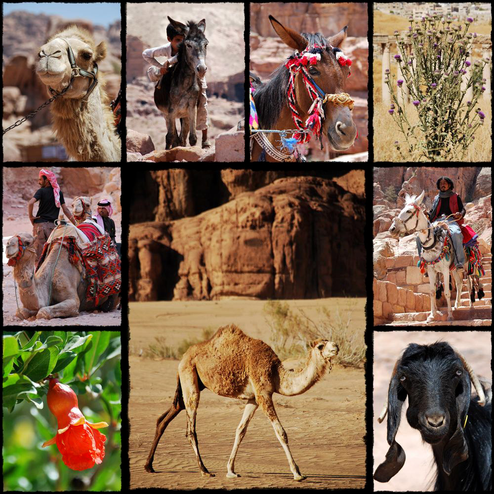 flora, fauna, giordania, jordania, jordan, donkey, cammel, horse, granat, oset, asino, ciucchino, goat, capra, granato, camello, wielbłąd