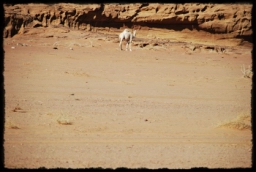 wadi_rum_1726.JPG