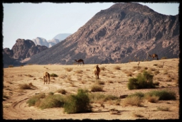 wadi_rum_1732.JPG