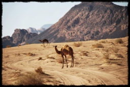 wadi_rum_1736.JPG