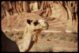 wadi_rum_1744.JPG