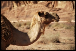 wadi_rum_1745.JPG