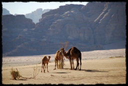 wadi_rum_1748.JPG