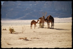 wadi_rum_1749.JPG