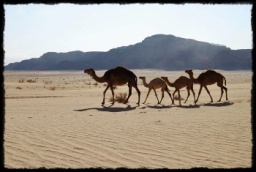 wadi_rum_1752.JPG