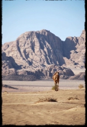 wadi_rum_1757.JPG