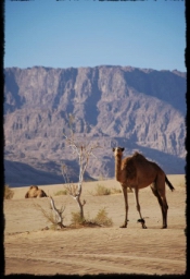 wadi_rum_1758.JPG