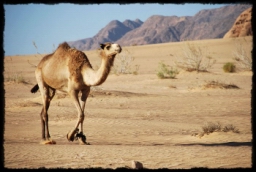 wadi_rum_1762.JPG