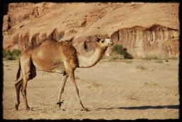 wadi_rum_1764.JPG