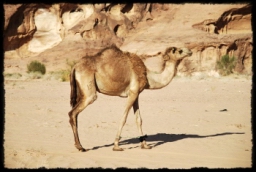 wadi_rum_1766.JPG