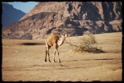 wadi_rum_1767.JPG