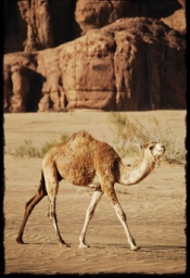 wadi_rum_1772.JPG