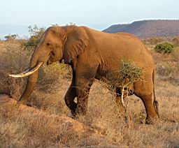 safari_kenia_2198.JPG