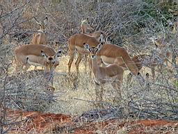 safari_kenia_2223.JPG