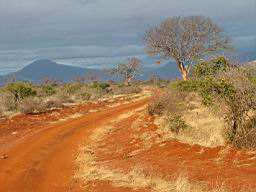 safari_kenia_2249.JPG