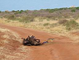 safari_kenia_2297.JPG