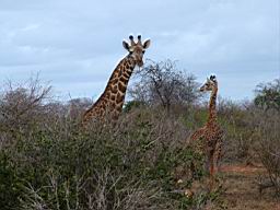 safari_kenya_1992.JPG