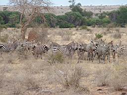 safari_kenya_2001.JPG