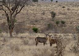 safari_kenya_2010.JPG