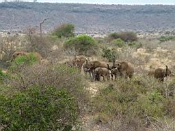 safari_kenya_2041.JPG