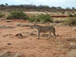 safari_kenya_2089.JPG