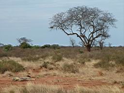 safari_kenya_2097.JPG