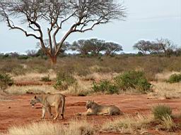 safari_kenya_2105.JPG