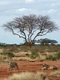 safari_kenya_2108.JPG