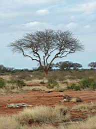 safari_kenya_2109.JPG