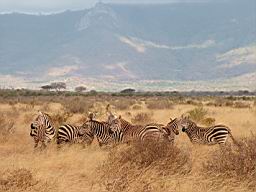 wildlife_safari_2359.JPG