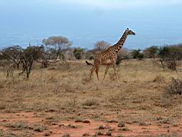 wildlife_safari_2391.JPG