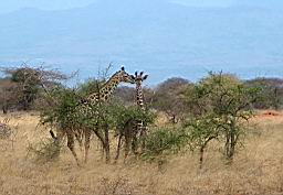 wildlife_safari_2392.JPG