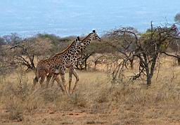 wildlife_safari_2393.JPG