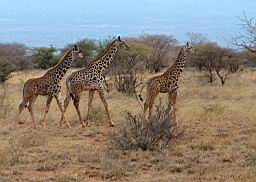 wildlife_safari_2394.JPG