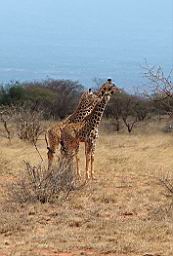 wildlife_safari_2396.JPG