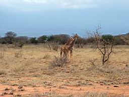 wildlife_safari_2397.JPG